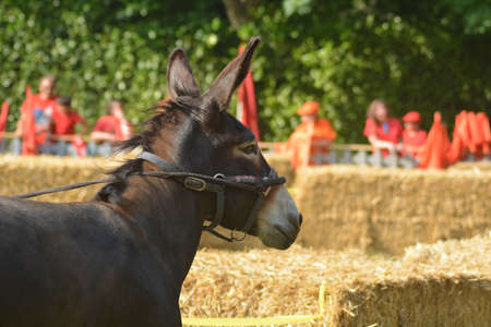 palio of donkeys in montecretoの写真素材