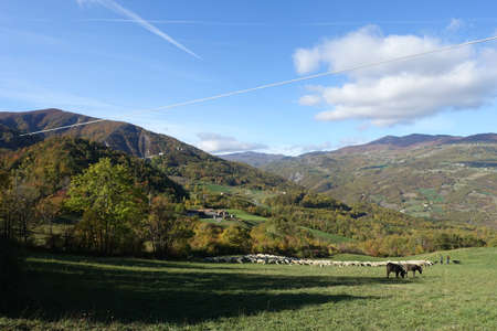 grazing sheepの写真素材