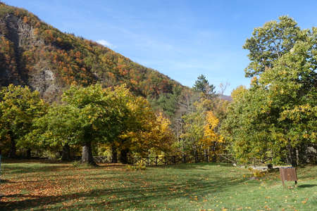 chestnut trees from Modena Apenninesの写真素材