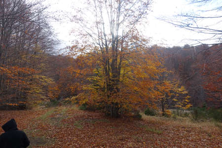 Modena Apennines near the Polle locality in Riolunatoの写真素材
