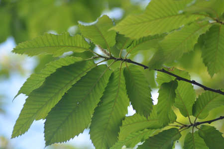 plant branchの写真素材