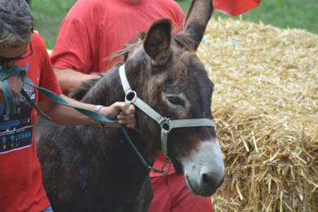 palio of donkeys in montecretoの写真素材