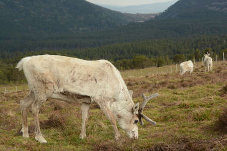 reindeerの写真素材