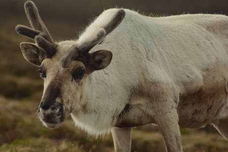 reindeerの写真素材