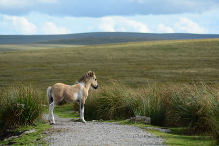 foal in the wild grassland of scotlandの写真素材