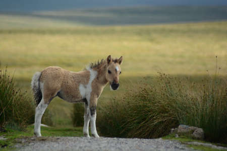 foal in the wild grassland of scotlandの写真素材