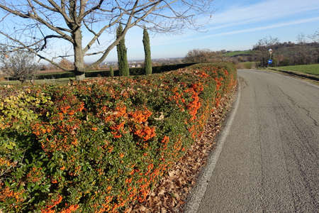 caampestre hedge with orange berriesの写真素材
