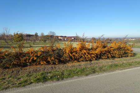 caampestre hedge with orange berriesの写真素材