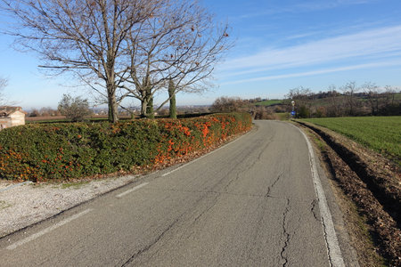 field hedge with orange berriesの写真素材