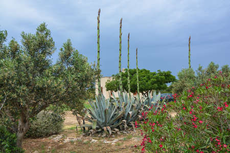 vegetation in favignana island off the coast of trapani in sicilyの写真素材