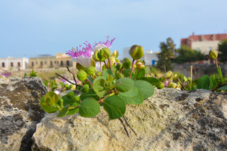 capers in bloomの写真素材