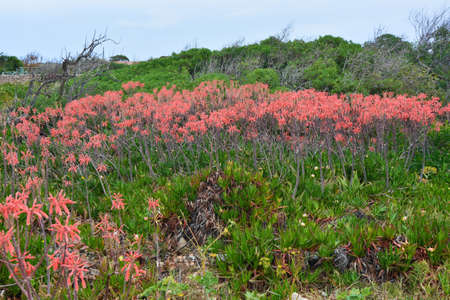 spring flowering on the island of favignana, sicily regionの写真素材
