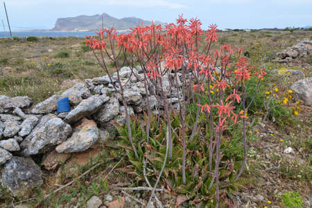 spring flowering on the island of favignana, sicily regionの写真素材