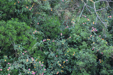 spring floweringの写真素材