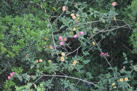 spring floweringの写真素材