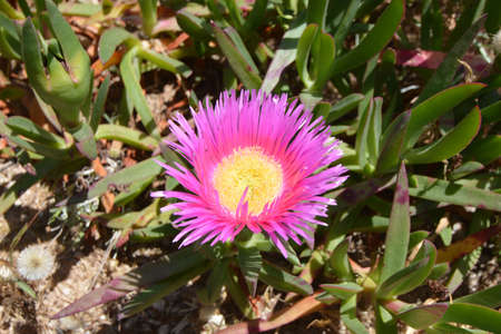 flower with open petalsの写真素材