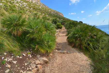 dwarf palms in the zingaro reserve in san vito lo capo in sicilyの写真素材