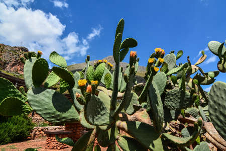 prickly pearの写真素材