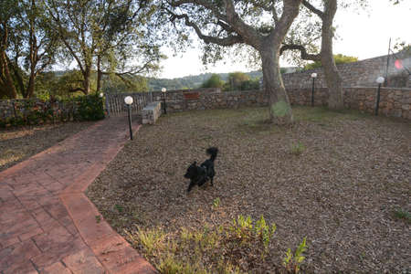 black dog in the garden of a villaの写真素材