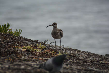 woodcock bird on the island of gran canariaの写真素材