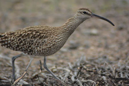 woodcock bird on the island of gran canariaの写真素材