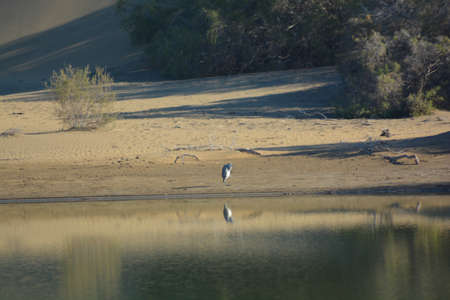 oasis of maspalomas gran canaria islandの写真素材