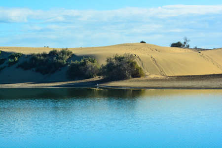 oasis of maspalomas gran canaria islandの写真素材