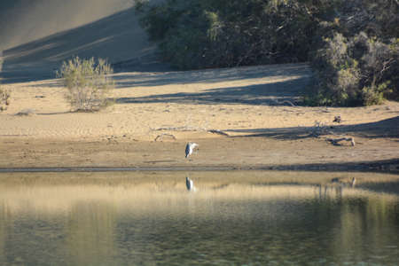 oasis of maspalomas gran canaria islandの写真素材