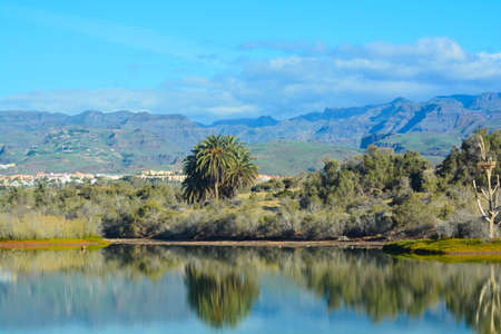 oasis of maspalomas gran canaria islandの写真素材