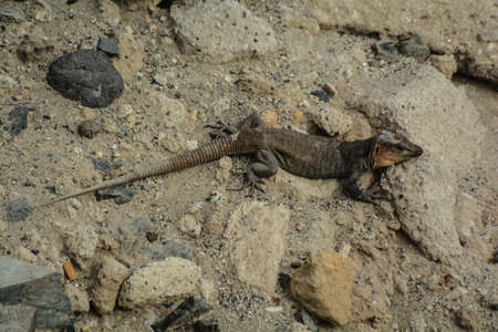 lizard tizon island gran canariaの写真素材