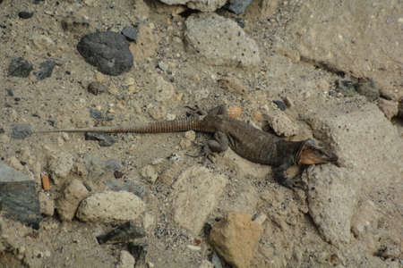 lizard tizon island gran canariaの写真素材