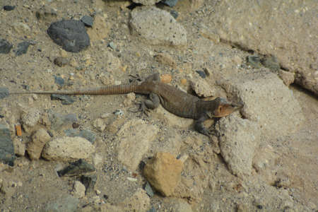 lizard island gran canariaの写真素材