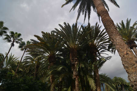 gardens of maspalomas city of the island gran canariaの写真素材