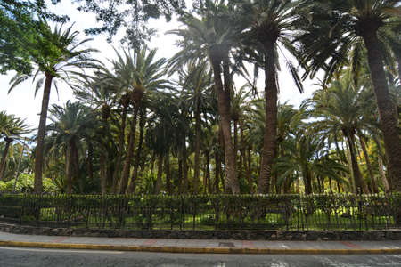 gardens of maspalomas city of the island gran canariaの写真素材