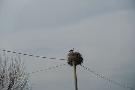 stork who built a nest on a light poleの写真素材