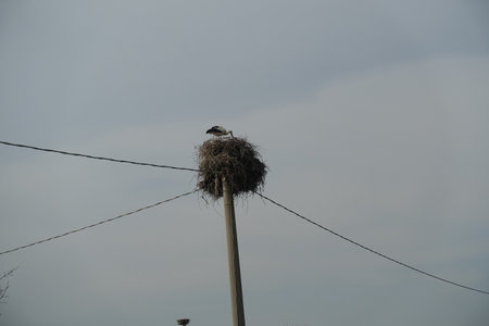 stork who built a nest on a light poleの写真素材