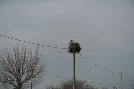 stork who built a nest on a light poleの写真素材