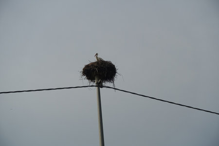 stork who built a nest on a light poleの写真素材
