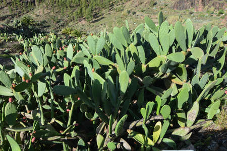 internal promontory of the Canary Island of Grana towards the Roque Nublo symbolic monumentの写真素材