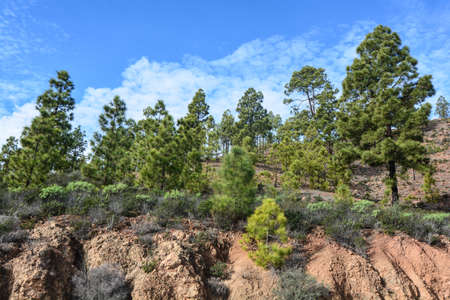 internal promontory on the island of gran canaria near the symbol roque nubloの写真素材