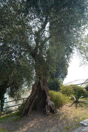 centenary olive trees in the municipal park of sirmione on lake gardaの写真素材