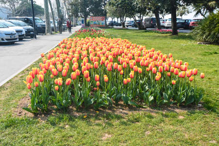 flower beds in sirmione lake gardaの写真素材
