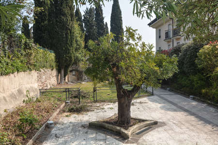 centenary olive trees in the municipal park of sirmione on lake gardaの写真素材