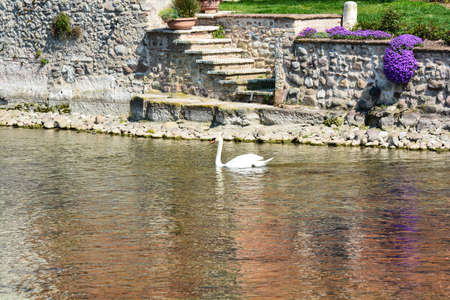 white swan birdの写真素材