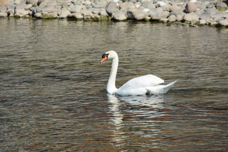 white swan birdの写真素材