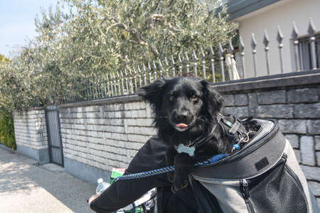 dog transport in backpack for a bike ride on the cycle path at Lake Gardaの写真素材