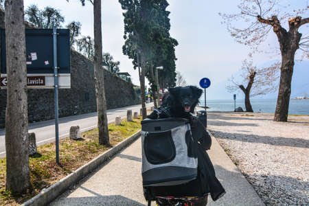 dog transport in backpack for a bike ride on the cycle path at Lake Gardaの写真素材