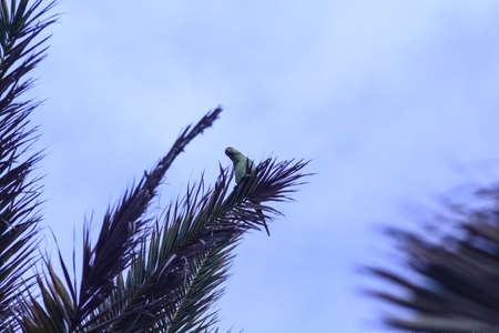 budgie above palm trees in gran canariaの写真素材