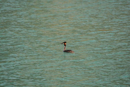 great grebe water bird lake gardaの写真素材
