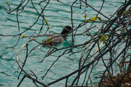 coot type of duck on the river mincioの写真素材